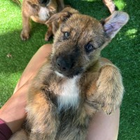 Photo of D1135 Jarred