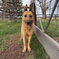Photo of Maple