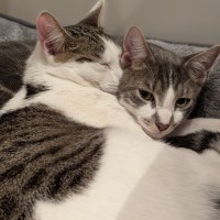 Photo of Chai And Mochi
