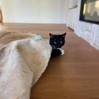 Photo of Oreo