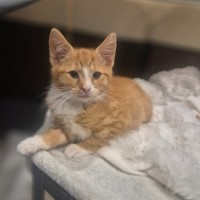 Photo of Nala