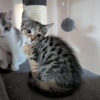 Photo of Mouse 
