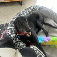 Photo of Bertie