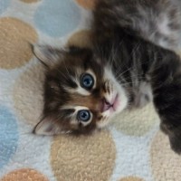 Photo of Echidna (Kid)