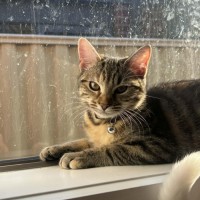 Photo of Naia   In Foster Care In Pakenham