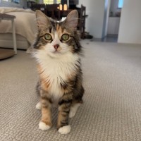 Photo of Bryony