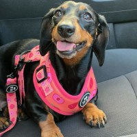 Photo of Molly