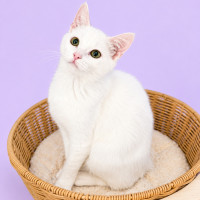 Photo of Aspen 