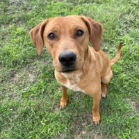 Photo of Fig