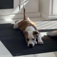 Photo of Rosie