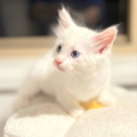 Photo of ❄️snowy ❄️