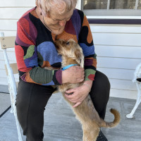Photo of George 🏡Shih Tzu X Yorkie, (On Trial 30/6/25)