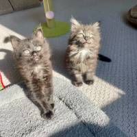 Photo of Buddy & Bear