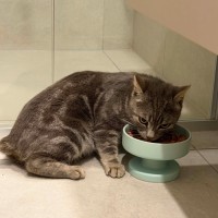 Photo of Romeo