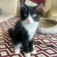 Photo of Yogi