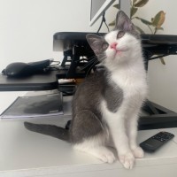 Photo of Alfred A.K.A Alfredino