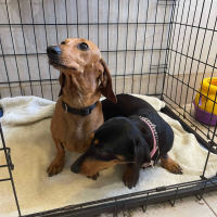 Photo of Betty And Dobbie