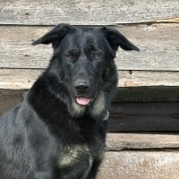 Photo of Shadow