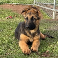 Photo of Alfie