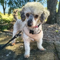 Photo of Luna