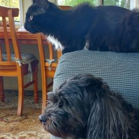 Photo of Kitty Purry