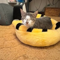 Photo of Smudge