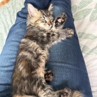 Photo of Irena**2nd Chance Cat Rescue**