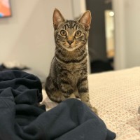 Photo of Pebbles *9 Lives Project Rescue*