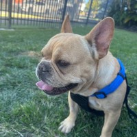 Photo of Cherry