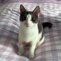 Photo of Possum