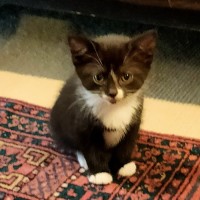 Photo of Oreo