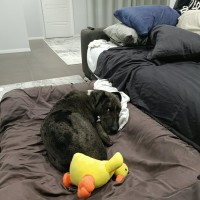 Photo of Freya