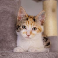 Photo of Harman   Meet Me @ Petstock Prahran 15 Feb