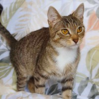 Photo of Daisy & Momo @ Pe Tstock Prahran!