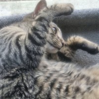 Photo of Boondy