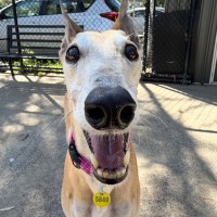 Photo of Lovey