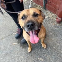 Photo of Buddy
