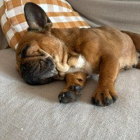 Photo of Scarlette