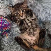 Photo of Tiger