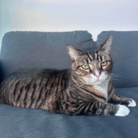 Photo of Mittens