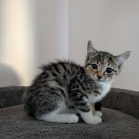 Photo of Mouse 