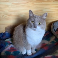 Photo of Bodhi 🦁🥰💙