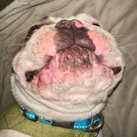 Photo of Rocky