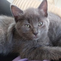 Photo of Benji