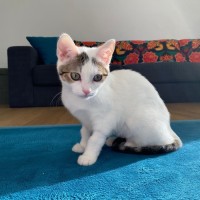 Photo of Snowey
