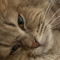 Photo of Oak 