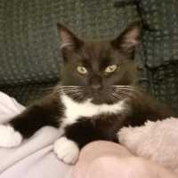 Photo of Pickles