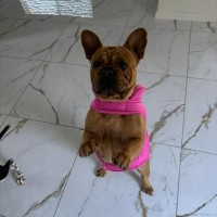 Photo of Ziggy