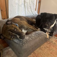 Photo of Onyx