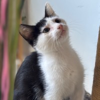 Photo of Kiwi Meet Me@Petstock Mornington Nepean Hwy 